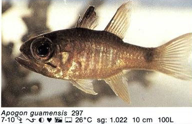 Apogon guamensis